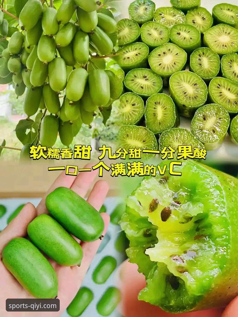 奇异果app官方版攻略 奇异果体育平台 vs 普通版:奇异果app官方版攻略全面对比,哪个更适合你?